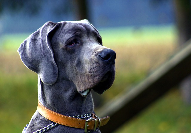 doga